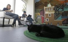 The first cat cafe in the United States opens to drink coffee and 