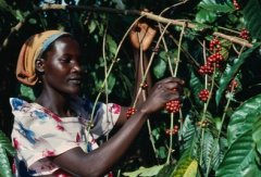 Coffee plants originated from the forests of the Ethiopian plateau