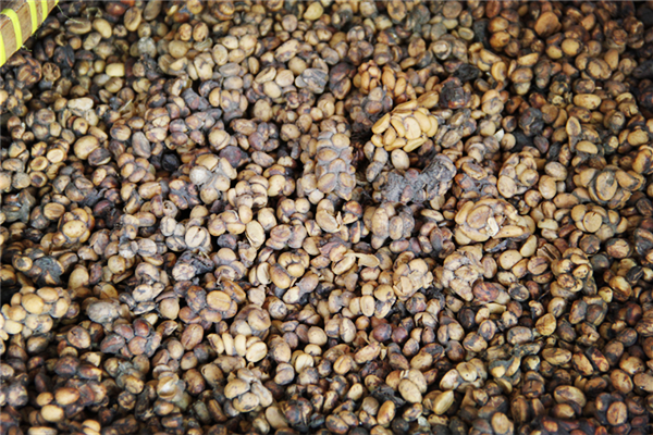 Visit Indonesian Coffee Workshop to decipher Kopi Luwak Technology