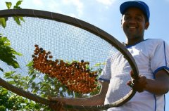 Today, Brazil is still the global coffee kingdom.