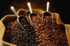 Coffee beans? Cocoa beans? Systematic introduction of Coffee beans