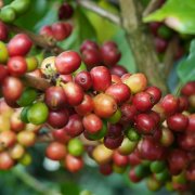 Do raw coffee beans really need to be washed? Does coffee made with mineral water taste better?