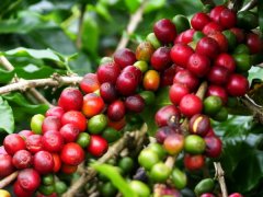 Which countries and regions can grow coffee? Why?