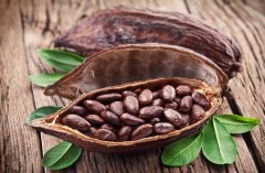Cocoa beans instead of sweets can prevent women from getting fat and aging early when they eat sweets during their menstrual period.