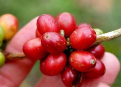 The method of cultivating coffee trees how to grow coffee trees at home?