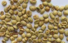 North Sumatra A.P. Robusta coffee raw beans