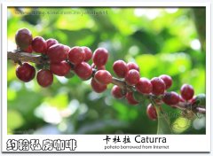 Natural variety of boutique coffee bean bourbon: Kaddura