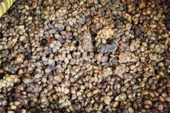 Indonesian Musk Kopi Luwak | does the legendary Indonesian Kopi Luwak taste good? what does Kopi Luwak mean?