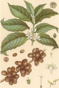 Introduction to ancient native species of boutique coffee