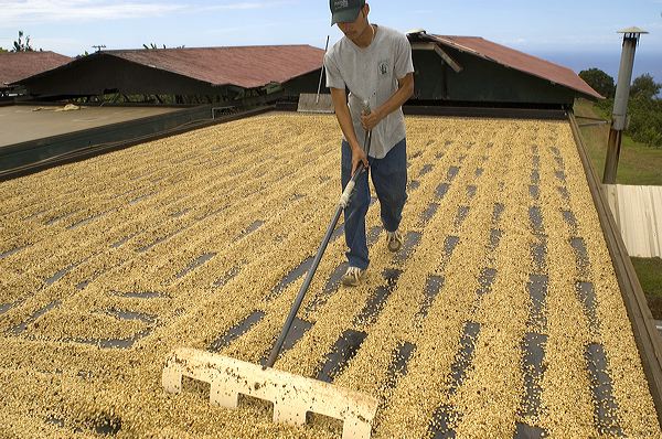 Pick coffee beans 1