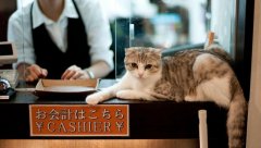 Cat Cafe in Japan