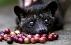 Delicious coffee beans are mainly grown in Africa