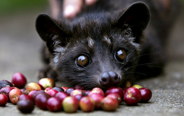 Indonesians Farm Civet Cats To Produce World's Most Valuable Coffee