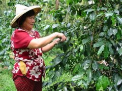 Beautiful coffee trees, flowers, fruits and beans