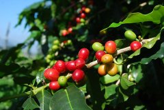 Comparison of three original species of Coffee Tree Arabica Coffee Tree