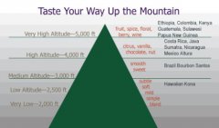 Effect of altitude on Coffee Flavor basic knowledge of Coffee