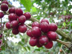 How to grow bourbon coffee beans