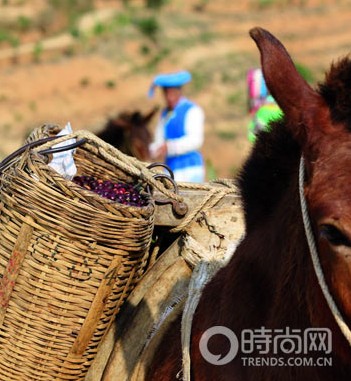 翻越高黎贡到邱公馆咖啡庄园