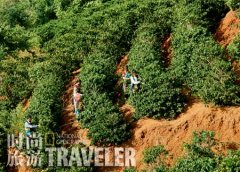 Masaki Tashiro: Memories of working on an organic coffee farm