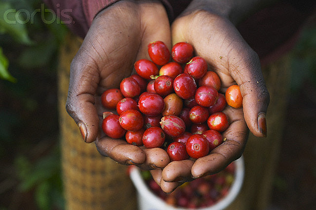 肯尼亚AA咖啡豆 Kenya AA 精品咖啡豆