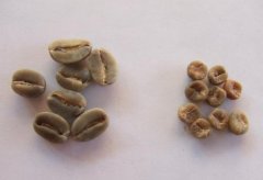 Coffee variety introduction: Maui Moka (Maui Mokka)