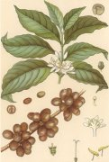 Introduction to the types of fine coffee Coffee belongs to the family Rubiaceae.