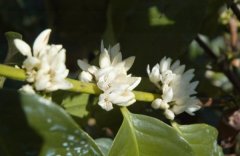 When does the coffee bloom? The first flowering period of coffee trees is about three years.