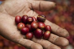 Indian coffee beans are surprised to find the basic knowledge of coffee beans.