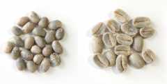 Do coffee beans divide their parents? Why do coffee beans have male beans?