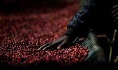 Why is coffee seldom heard in Africa?