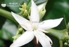 Coffee plant article coffee beans growing process when coffee flowers bloom?