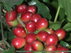 Took some pictures of coffee fruits to share.