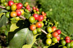 The relationship between the Flavor of Coffee and its growth altitude