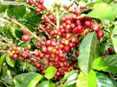 The basic knowledge of coffee beans coffee three original species introduction