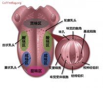 Basic knowledge of sensory training in coffee tasting tongue taste area distribution map