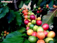 A variety of coffee, Arabica, Karobsta, Lubebeca