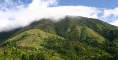 True Blue Mountain Coffee at an altitude of 1800? Coffee trees of this height can hardly survive.