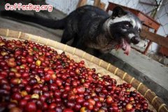 PETA Asia also launched a campaign to stop the sale and consumption of Kopi Luwak. Hong Kong took the lead in responding.