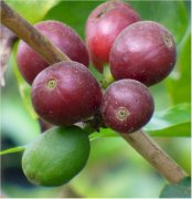 Introduction of Arabica coffee beans an important kind of commercial coffee