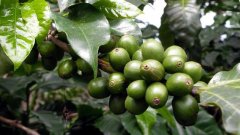 Coffee bean production in China is about to increase