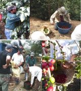 It takes 3-5 years from coffee tree planting to coffee bean harvest.