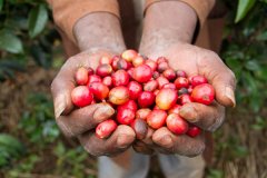 Three native species of coffee: Arabica, Robusta and Liberia