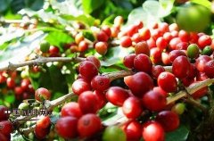 The Development of Coffee in China