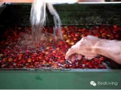 The washing method of coffee treatment explains the process of washing treatment.
