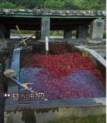 Wet treatment of coffee beans treatment of coffee fruit