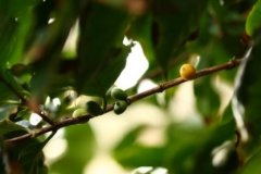 Coffee tree planting conditions what conditions do coffee trees need to grow?