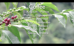 Coffee dictionary coffee beans Coffee Beans