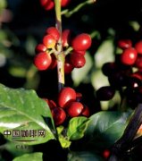 The growing process of coffee Highland Coffee is superior.