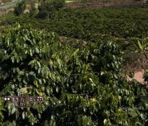 The largest coffee processing plant mainly producing instant coffee was built in Vietnam.