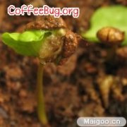 In the process of coffee cultivation, coffee is grown with seeds with endocarp.
